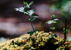 © Paul Higgins  <em>New Life</em>