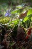 © Tim Fearon  <em>Violet</em>