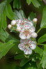 © Tim Fearon  <em>May blossom</em>