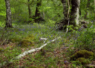 © Yvonne Fairclough  <em>Spring Woodland</em>