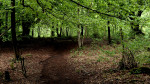 © Yvonne Fairclough  <em>In the depths of the woods</em>