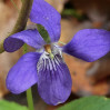 © Yvonne Fairclough  <em>Violet</em>