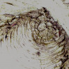 © Yvonne Fairclough  <em>Birch study</em>