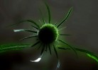 © Frank Higginson  <em>teasle shape</em>
