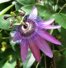 © Gill Pinkerton  <em>Flower</em>