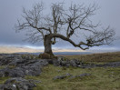 © Andy Best  <em>Lone Tree</em>
