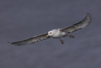 © Brian Blinkhorn  <em>Fulmar</em>