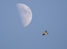 © Brian Blinkhorn  <em>Sparrowhawk</em>