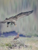 © Chris Chandler  <em>Eagle v grouse, really?</em>
