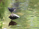 © David Crutchley  <em>Dipper chick A3</em>