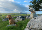 © Elaine Ward  <em>2 Good View A3</em>