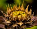 © Graham Wood  <em>To Be A Sunflower</em>