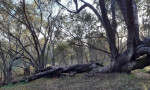 © Jeanette Davidson  <em>Early morning</em>