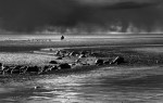 © Margaret Smith  <em>Into the Storm A3</em>