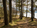 © Margaret Smith  <em>Lakeside Trees Ennerdale A3</em>