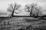 © Margaret Smith  <em>Trees and Tracks</em>