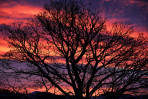 © Paul Higgins  <em>Sunrise-Silhouette</em>