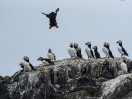 © Sue Best  <em>Landing</em>