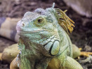 © Sue Haddrill  <em>Iguana R</em>
