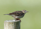 © Tim Fearon  <em>Meadow Pipit</em>