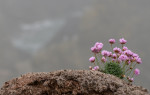© Tim Fearon  <em>Sea Pink R</em>