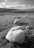 © Tim Fearon  <em>Ribblehead</em>