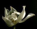 © Yvonne Fairclough  <em>Tulip   [A3]</em>
