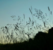 © Yvonne Fairclough  <em>Endangered Species</em>