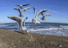 © Brian Blinkhorn  <em>Gulls Through A Fish-eye - R</em>