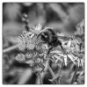 © Sue Haddrill  <em>Bee at Work</em>