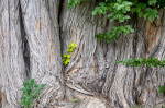 © Graham Wood  <em>Graham</em>