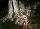 © Margaret Smith  <em>Light and Dark</em>