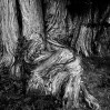 © Rod Smith  <em>Graham</em>