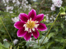 © Gill Pinkerton  <em>Stunning Dahlia</em>