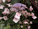 © Gill Pinkerton  <em>Pink Hydrangea 1</em>