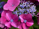 © Gill Pinkerton  <em>Pink Hydrangea 2</em>