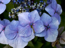 © Gill Pinkerton  <em>Blue Hydrangea</em>
