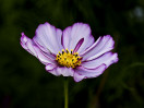 © Harry Pinkerton  <em>Cosmos Daisy</em>