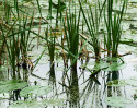 © Margaret Smith  <em>Reeds on the Tarn</em>