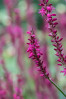 © Peter Robinson  <em>Astilbe No 1</em>