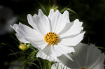 © Peter Robinson  <em>White Flower in sun</em>