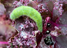 © Elaine Ward  <em>The very hungry caterpillar</em>