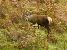 © Gill Pinkerton  <em>Young Stag at Mallaig Bheag</em>