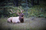 © Peter Robinson  <em>North American Elk</em>