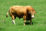 © Elaine Ward  <em>Limousin bull</em>