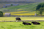 © Ian Hughes  <em>Farming in Littondale</em>