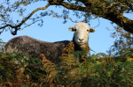 © Sue Best  <em>Looking At Ewe</em>