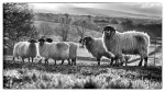 © Sue Haddrill  <em>Feeling sheepish?</em>