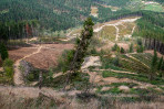 © Tim Fearon  <em>Agro-forestry, Portugal</em>