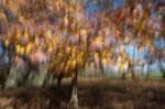 © Graham Wood  <em>A Sense of Autumn</em>